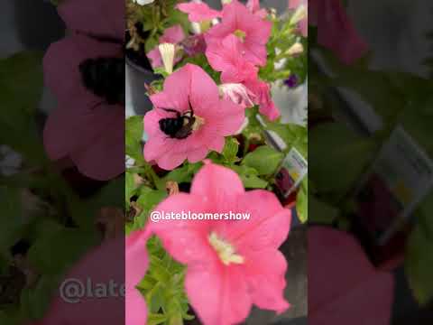 Nosedive! #bees #gardening