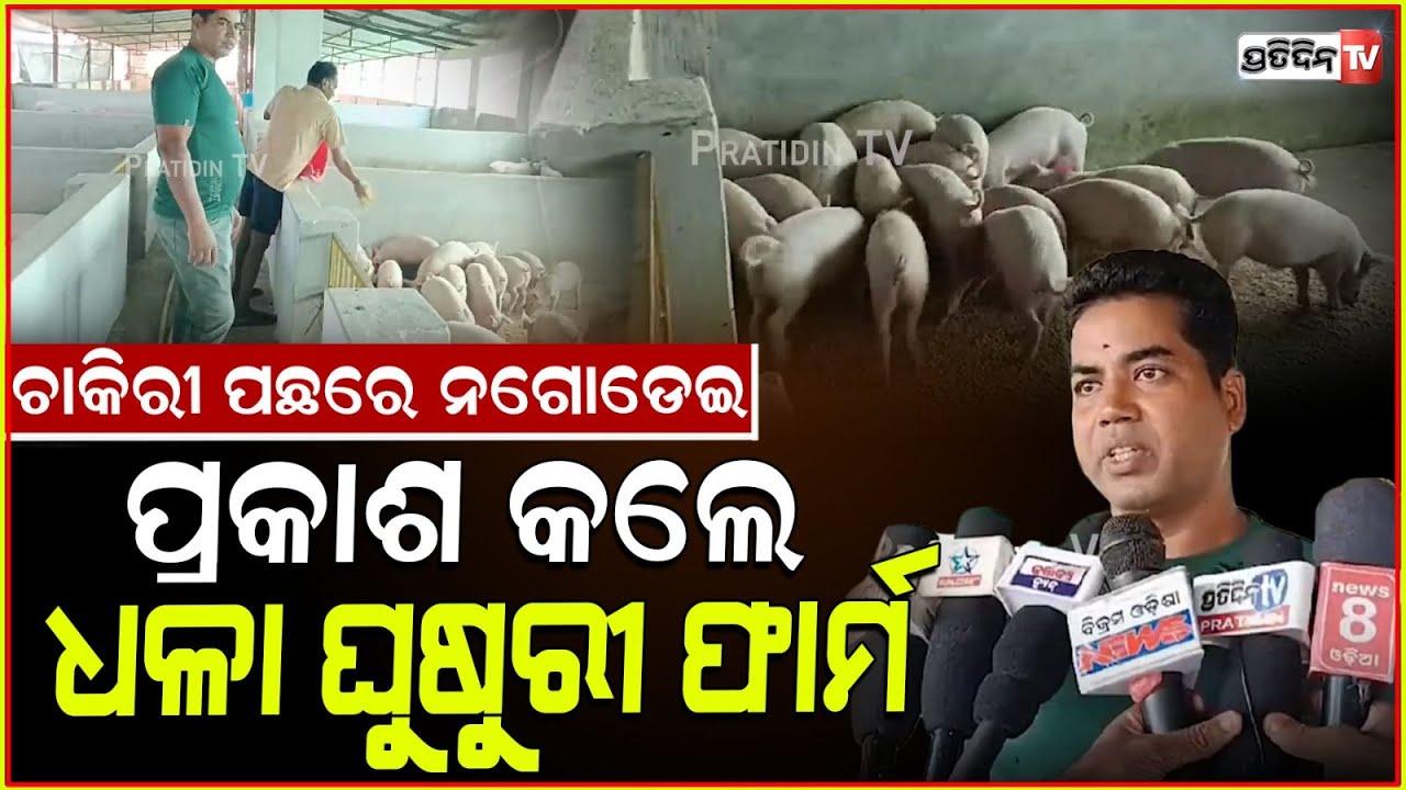 ଚାକିରି ପଛରେ ନ ଗୋଡେଇ, ଧଳା ଘୁଷୁରୀ ଚାଷରେ ଭଲ ଫାଇଦା! White pig farming in Jagatsinghpur under govt scheme