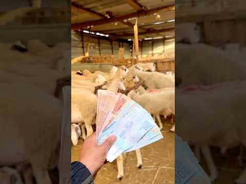 مشينا نشروا الحولي لي راسو حمر 🐏البرگي😍