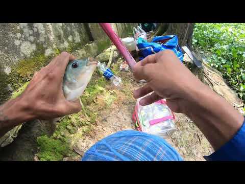 Câu cá rô phi tự nhiên không ngờ trong khúc sông nhỏ lại có nhiều cá rô phi to..@chautientv