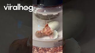 Baby Chick Emerges From Egg || ViralHog
