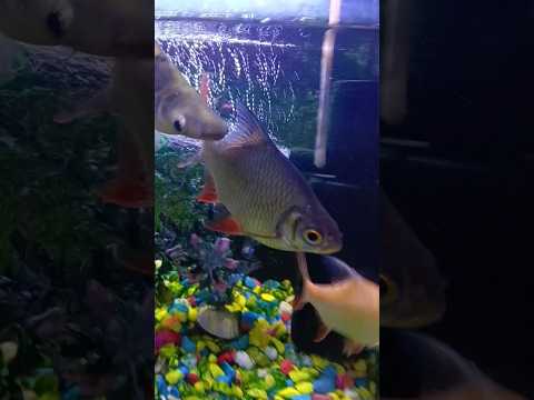 #fish#aquarium #funny #video 🐠🐠🐠🐟🐟🐟🦈🦈🦈😍😘😍🙏