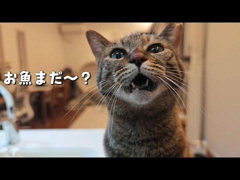 大好きな魚を捌いてたら｢食べたい｣と圧をかけて待つ猫　943話