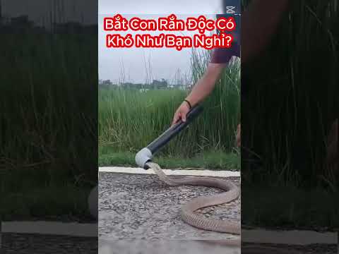 Kỷ Năng Thượng Thừa Bắt Rắn Hổ Mang Cực Độc Của Anh Tây Lông Lá #shorts #snake #randoc