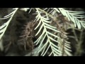 Albino Redwoods: Physiology and Ecology