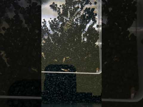 Mom and Dad and Babies #polarblueparrot #polarblue Here's a playlist of our aquariums, turtles, and fish_ https_//www.youtube.com/watch?v=1z6lsyCZ9Dk&l