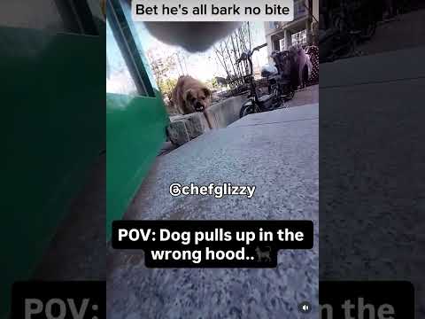 He ain’t on that…🥱 #funny #funnyjokes #viral #dog #shortsvideo #cat #hood