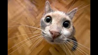 🐱CUTES