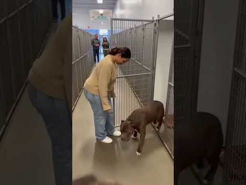 The Moment This Bully Found His Person 😭🐶 #shorts