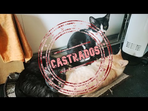 ¿Es obligatorio CASTRAR a los GATOS?