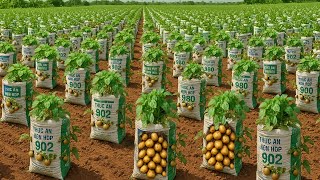 Old sacks? Don't throw them away! Grow potatoes this way!