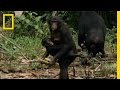 Bonobo Society and Power Dynamics