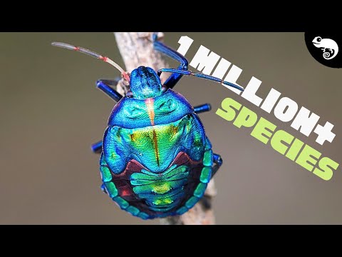 THE AGE OF INSECTS! Save up to 40% off Ridge products right now using my link https_//ridge.com/clint Sponsored by Ridge