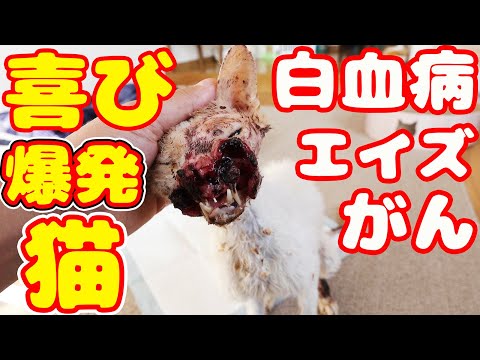 喜びを爆発させる猫とは？ がん 白血病 エイズ それでも・・・