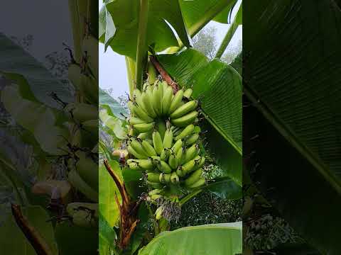 ស្រស់ស្រាយ