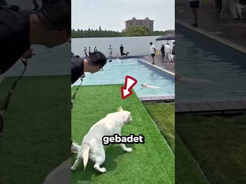 Dieser Hund badet zum ersten Mal im Pool 🏊