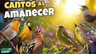 PAJAROS QUE CANTAN AL AMANECER ¿Conoces Cuales Son?