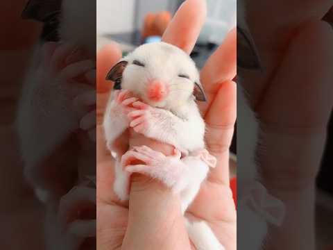 Do you want to raise a sugar glider #animals #pets #cute #sugarglider