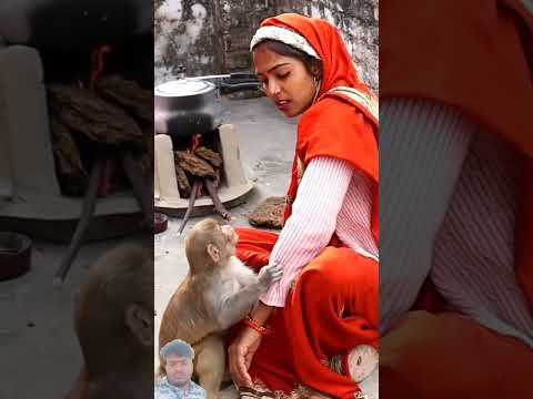 monkey #bandar #animals #monkeybalu #babymonkey #babu #monkeybaby #mankey #cute #funny