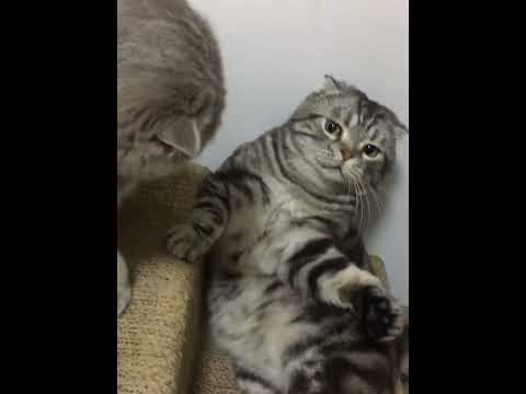 The security of having a cat #cat #cats #fyp #Funnycat #catlover #kitten #funnyvideo #usa #kitty