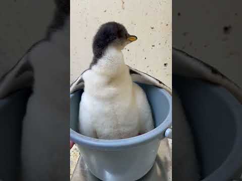 猫の動画サムネイル - 6/2ふ化🐣ジェンツーペンギン生後23日目