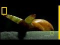 Snail Zombies and Parasite Behavior