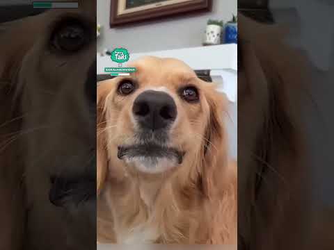 Dog is triggered by fart noises