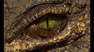 The Secrets Of The Crocodiles | Full Documentary - Classic Documentary Films
