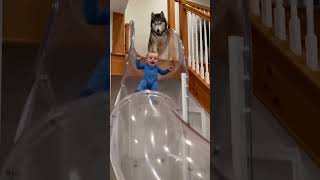 Husky play with kid