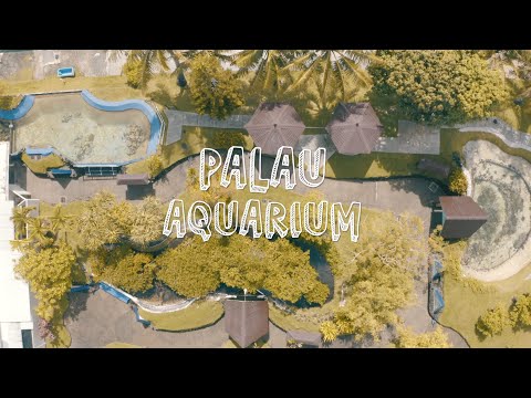 Palau Aquarium (Mini Tour)