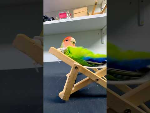 Bird Training:smart lovebird parrot l smart little cute parrot  #training#smartparrot#cute