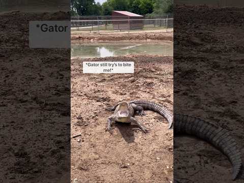 Releasing 13 alligators into their new enclosure! #animal #animals #coolanimals #amazinganimals