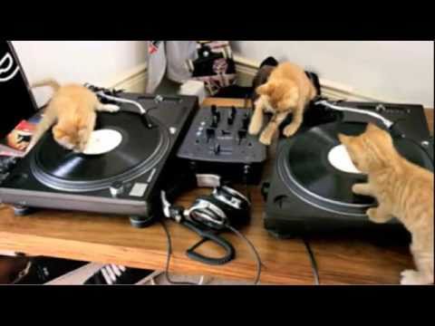 Kittens on Decks