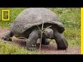 Galapagos Giant Tortoises Overview