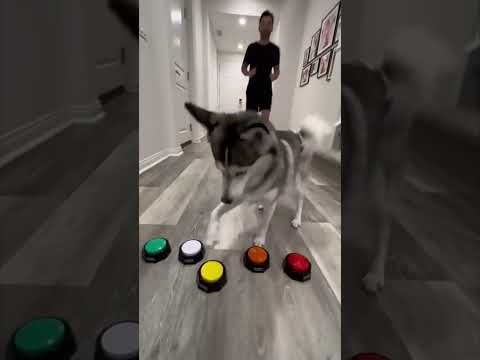 Sapphie the pomsky sports series part 2 | पोम्स्की खेल श्रृंखला भाग 2