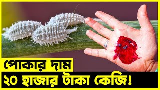 এই পোকা আপনিও খেয়েছেন! পোকা থেকে যেভাবে তৈরি হয় খাবার রং | Agro News