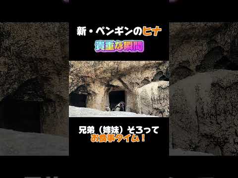 バレないように、遠くから観察…！#shorts  #birds #水族館