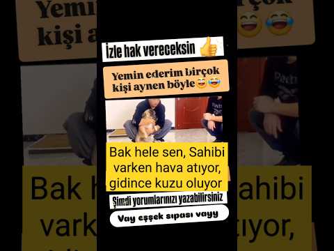 🛑 Sahibi varken ASLAN, sahibi gidince KUZU olan eşşek sıpası 😂😂😁 #köpek #küçük #kuvvet #aslan #kedi