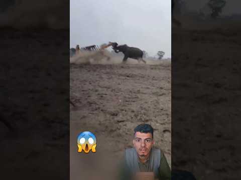 فيل يهاجم معدات ثقيله شاهد قوة الفيل 😱#foryou#fyp#shorts