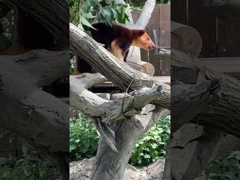 横浜動物園ズーラシアのセスジキノボリカンガルー・モアラと飼育員との心温まる時間 サムネイル