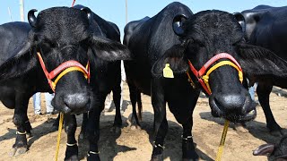 MURRAH BUFFALO FOR SALE