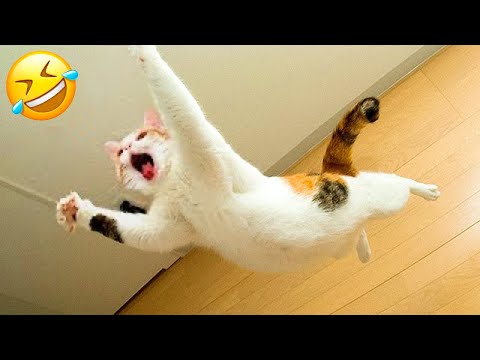 Funniest Cats and Dogs 🐶🐱 | Funny Animal Videos #34