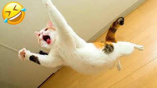 Funniest Cats and Dogs 🐶🐱 | Funny Animal Videos #34