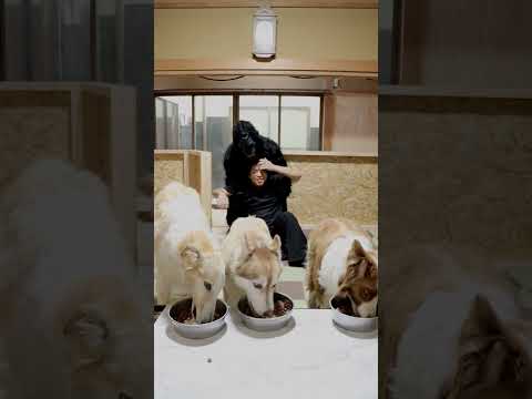 大型犬３頭の食事中にパパが襲われたら…#shorts