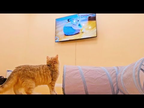 Caramel saw her younger siblings on TV 😆