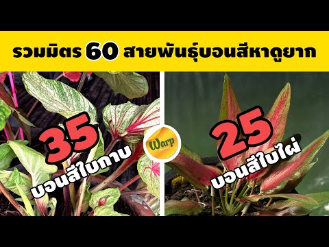 รวม-60-สายพันธุ์บอนสีใบกาบเเละบอนสีใบไผ่-ดูกันยาวๆ WARP Channel รวม 60 สายพันธุ์บอนสีใบกาบเเละบอนสีใบไผ่ ดูกันยาวๆ