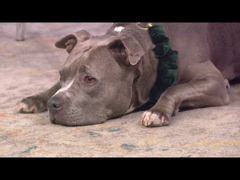 Petline9: Melanie loves to snuggle and go on walks