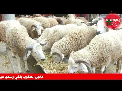 عاااجل جلالة الملك يعلن رسميا الغاء عيد الاضحى 2025 بالمغرب لهذا سبب وهذا مصير كل من يخالف القرار !!