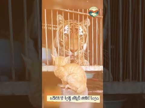 أشرس حيوان على وجه الارض  #حيوانات #animals #explore #الغابة #حيوانات_برية #اكسبلور #cat #المحيط