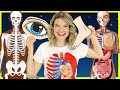 Human Body Functions and Organs